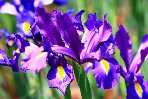 View of Iris(Flag,Gladdon,Fleur-de-lis) flowers Stock Photos