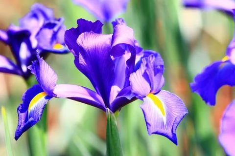 View of Iris(Flag,Gladdon,Fleur-de-lis) flowers Stock Photos