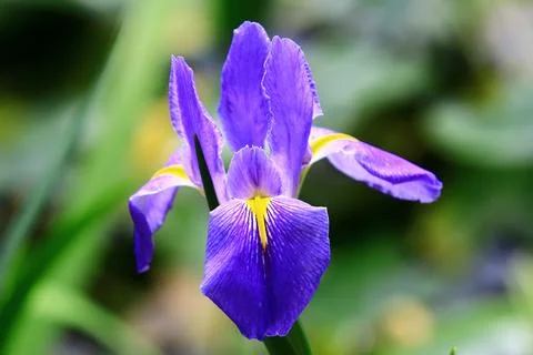 View of Iris(Flag,Gladdon,Fleur-de-lis) flowers Foto stock
