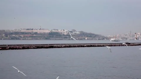 View of Istanbul with Seagulls Flying Stock Footage 59309530