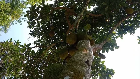 The view of the jackfruit tree Stock Footage 241479234
