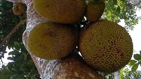 A view of the jackfruit tree Stock Footage 241479602