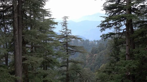 View from Jakhu Temple look through pine forest at Shimla, India 스톡 동영상 112362585