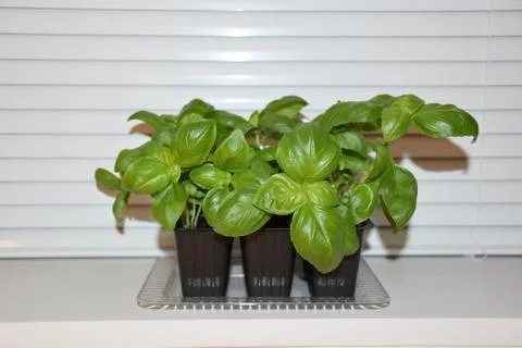 View of jar of basil  Fotos de archivo