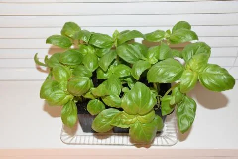 View of jar of basil  Foto stock