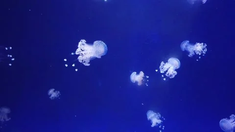 View of jellyfish Stock Footage 236632995