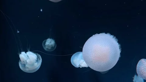 View of jellyfish in the sea 動画素材 226754385