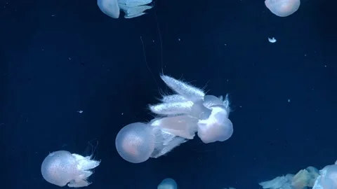 View of jellyfish in the sea 動画素材 226754528