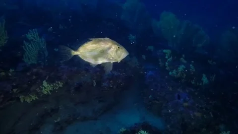 View of a john dory swimming in the deep blue Stock Footage 83006290