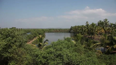 View of the jungle in India in Goa Stock Footage 45752049