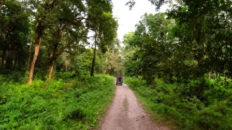 View of jungle landscape through jeep safari Stock Footage 304016446