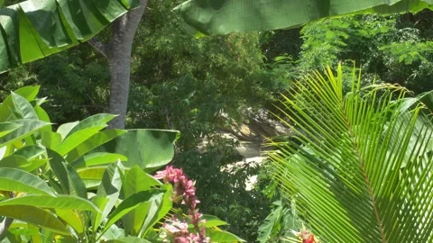 View of a jungle in Madagascar. Stock Footage 258586183