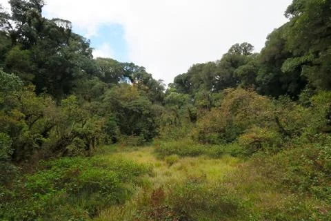 View into the jungle Stock Photos