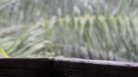 View of the jungle in the rain. Background bokeh Stock Footage 56742410