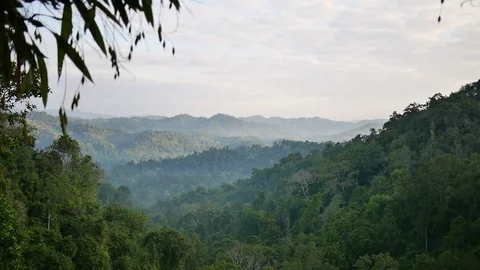 View of the jungle rainforest in Laos Stock Footage 74940231