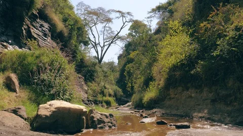 View Of The Jungle In The River Canyon Video stock 97876130