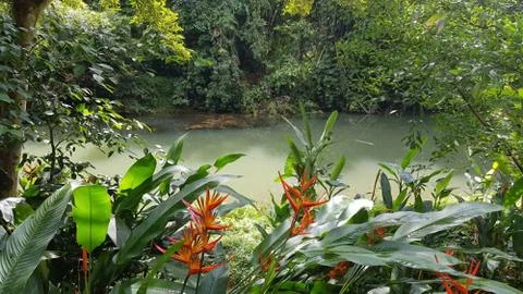 View from the jungle to the river Stock Photos