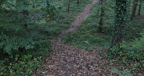View of jungle  in summer Stock Footage 102147384