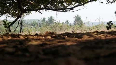 View of the jungle from under a large banyan tree during the day. Stock Footage 312109415