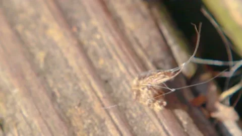 View of a junk bug in the fall Stock Footage 143165720