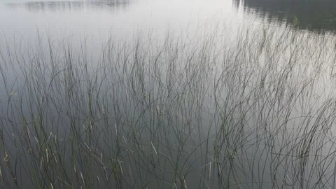 A view just above the water’s surface of fine reeds and small waves  Stock Footage 278835461