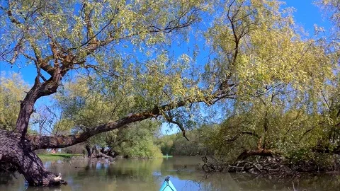 View from the kayak to the wild nature in the Danube Delta in early spring. Stock Footage 100988853