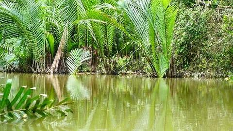 View from Kayaking in the mangrove forest in South of thailand in adventure c Видео 79867246