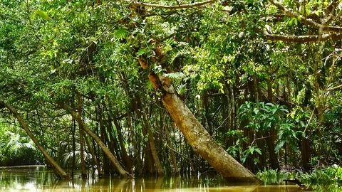 View from Kayaking in the mangrove forest in South of thailand in adventure c Stock Footage 79867297