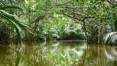 View from Kayaking in the mangrove forest in South of thailand in adventure c 動画素材 79867329