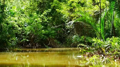 View from Kayaking in the mangrove forest in South of thailand in adventure c 動画素材 79867407
