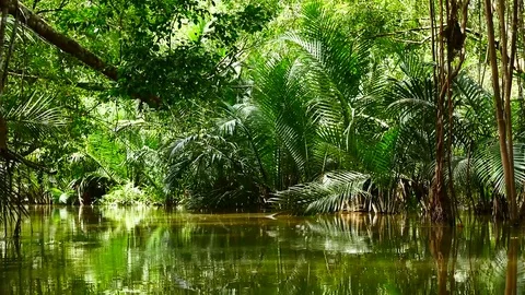 View from Kayaking in the mangrove forest in South of thailand in adventure c Stock Footage 79867617