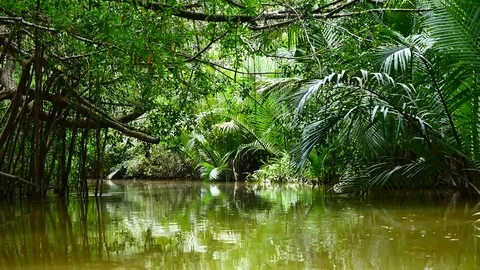View from Kayaking in the mangrove forest in South of thailand in adventure c Vídeos de archivo 79867679