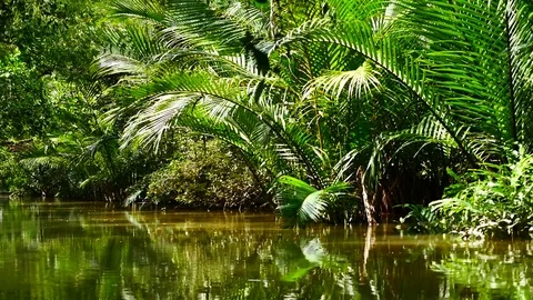 View from Kayaking in the mangrove forest in South of thailand in adventure c Vídeos de archivo 79867733