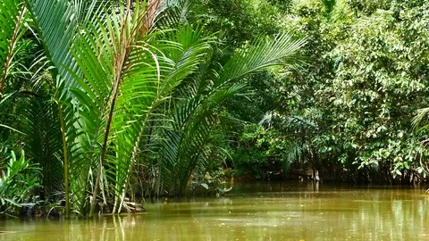 View from Kayaking in the mangrove forest in South of thailand in adventure c Video stock 79867802