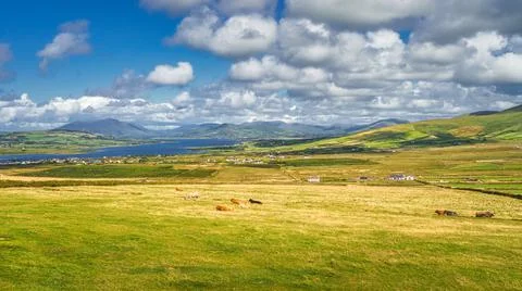 View from Kerry Cliffs on resting or grazing cattle on fields and pastures Stock Photos