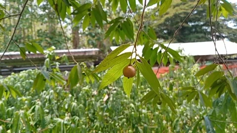 The view of the kersen fruit appears to be hanging with green leaves. Stock Footage 318770947