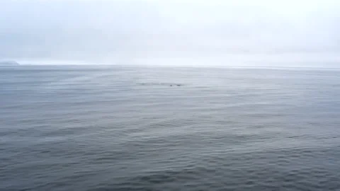 View of killer whale, Kamchatka Vídeos de archivo 137027652