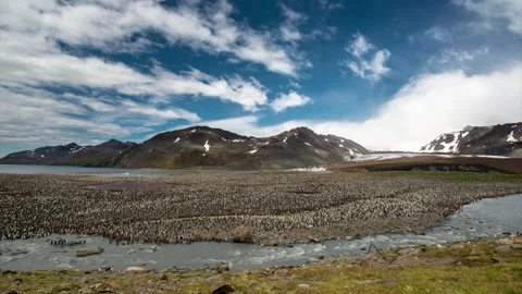 View of King Penguin colony in the wild, Antarctica. Stock Footage 339952418