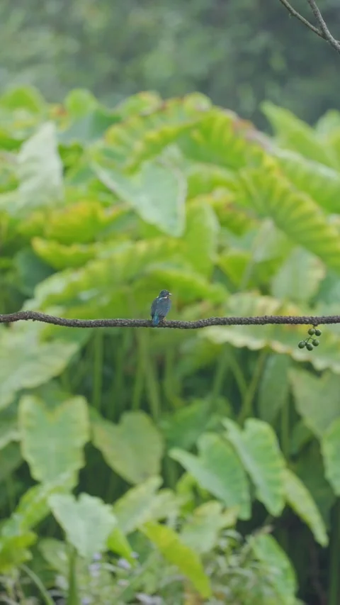 View of a kingfisher perched on a branch in the forest, China. Stock Footage 335765105