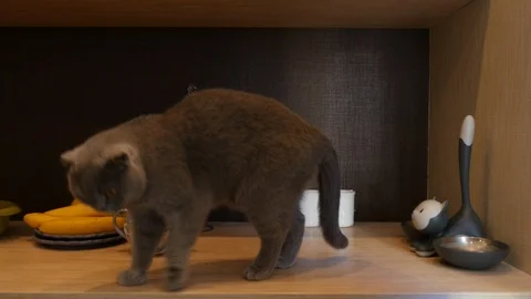 View on the kitchen table with the food and cat. dolly Video stock 85532169