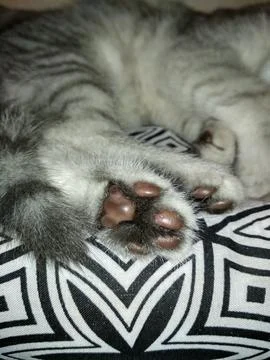 View of kitten's paws 스톡 사진