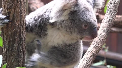 View of koala moving for eucalyptus leaves, Australia Video stock 278097905