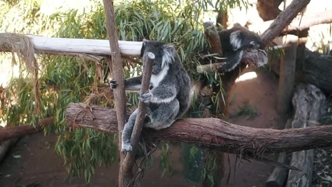 View of koala resting on a tree Stock Footage 73095814
