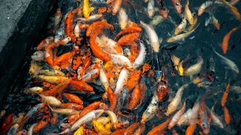 View of Koi Fish in pond Stock Footage 123986053