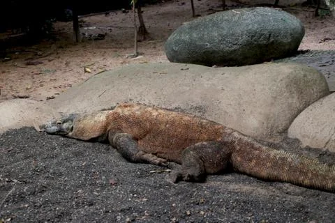 View of Komodo dragon Stock Photos