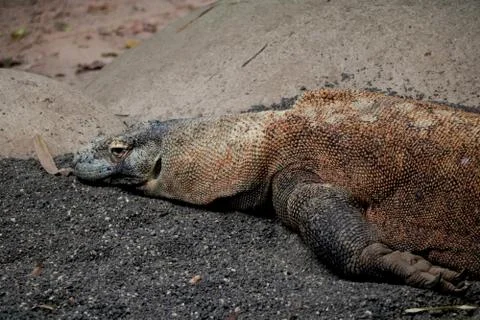 View of Komodo dragon Stock Photos