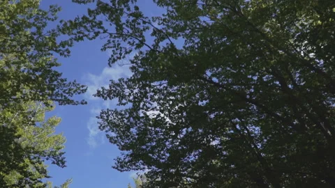 View of krone trees passing by under sunny blue sky. Camera look up from driving Stock Footage 127436316