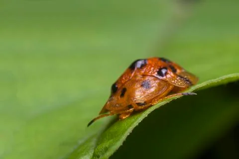 View of ladybug in nature Stock Photos