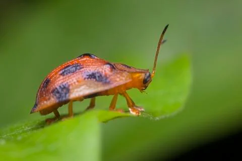 View of ladybug in nature Stock Photos
