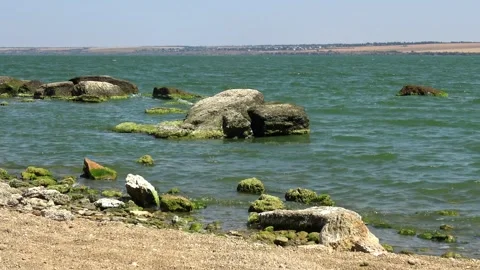 View of a lagoon with green algal bloom caused by Ulva intestinalis (synony.. Stock Footage 339903480